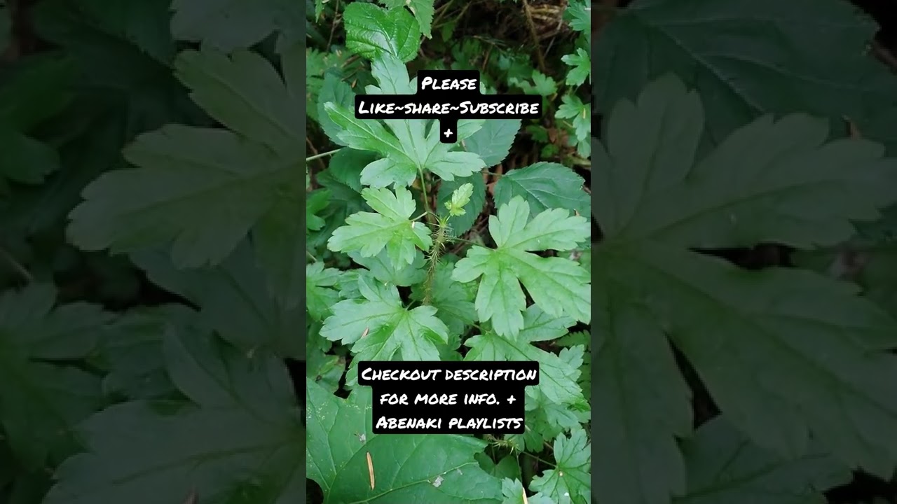 How to say Gooseberry bush speaking Abenaki Language🌿💚