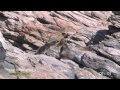 The Seals of Namibia ('The Operatives' - S1, Episode 1 Clip)
