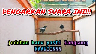 SUARA KACER KAWIN, ampuh dongkrak birahi kacer lain