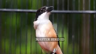 PANCINGAN CENDET MACET BUNYI AGAR CEPAT GACOR