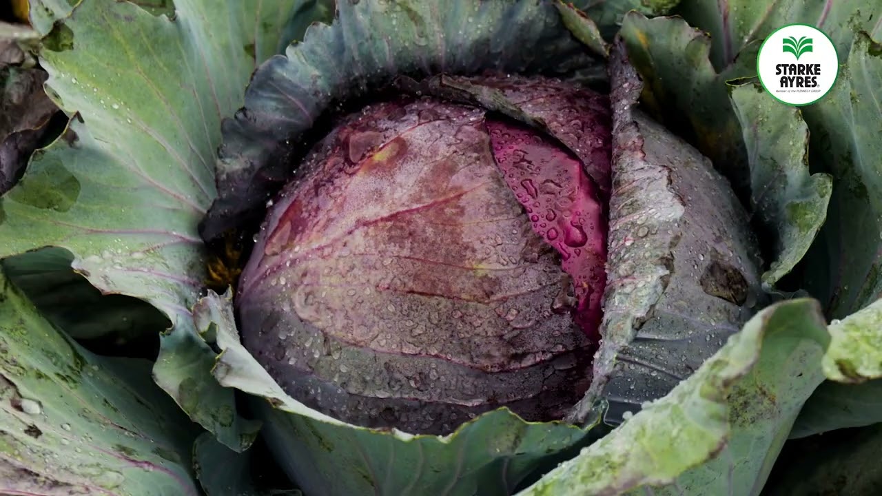 SA Field Day 2023   Brassica