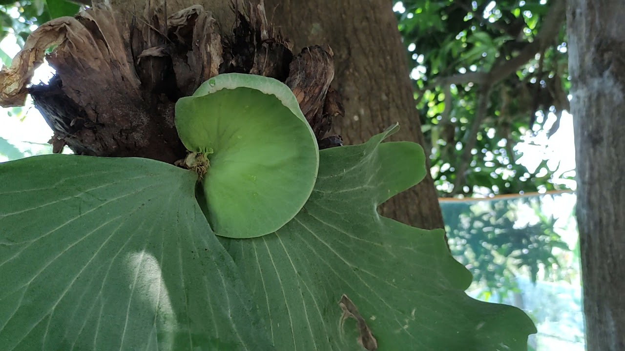 เทคนิคการปลูกชายผ้าสีดาปีกผีเสื้อ ให้ต้น สวยงามเหมือนในธรรมชาติ         #Platyceriumwallichii#fern