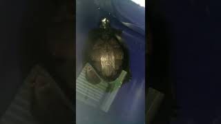 Mendapat Kan Kura Kura Liar Resimi