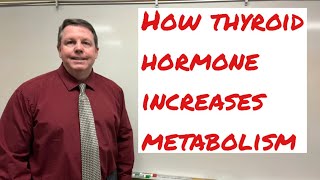 How thyroid hormone increases metabolism