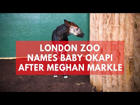 London Zoo names new-born Okapi Meghan after Meghan Markle