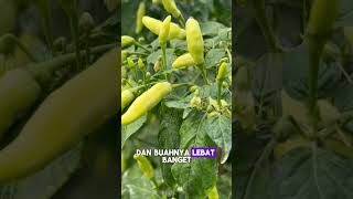 DARI GAGAL TOTAL JADI SULTAN CABE! INI RAHASIANYA!