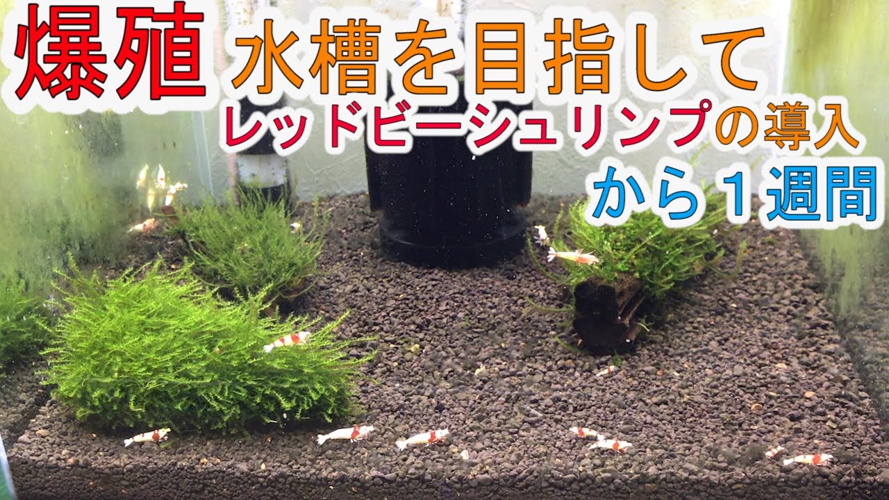 アクアリウム ソイルの寿命切れ 足しソイルしていきます Youtube アクアリウム ソイルの寿命切れ 足しソイルしていきます Youtube