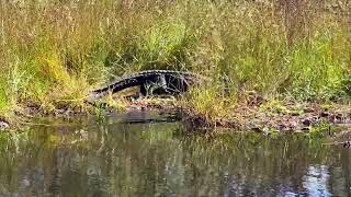 Alligators on Minnie s Lake Okefenokee Swamp National Wildlife Refuge Georgia