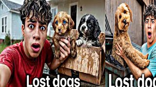 The Royalty Family | I Found Puppies at Our Dog
