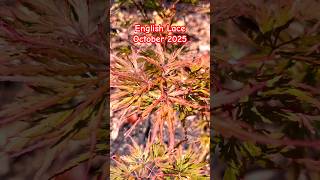 Acer Palmatum English Lace, October 2025. #japanesemaple #english #lace #gardenplants