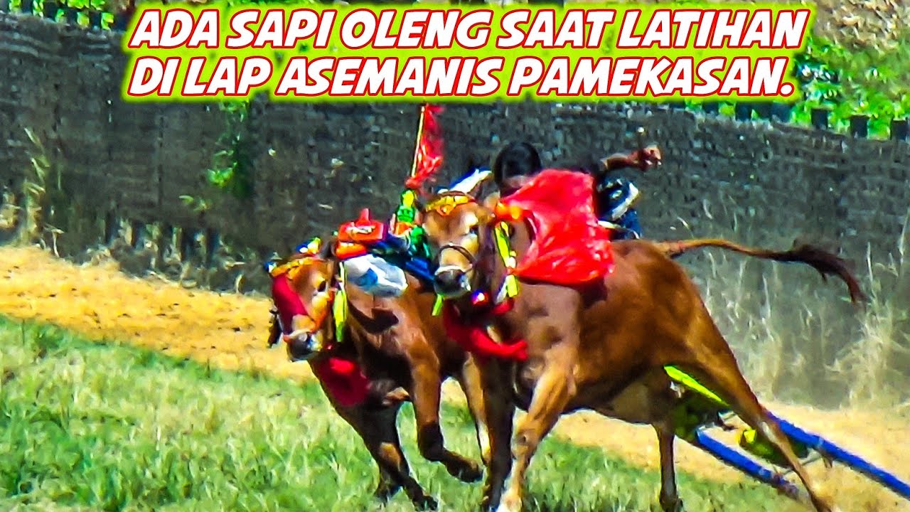 Ada Sapi Oleng Saat Latihan Di Lap Asemanis Pamekasan. - YouTube
