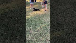 Zwei Hunde warten gelangweilt an der Leine. Zunge raus. Hundeleben. Gassi gehen in Parks und Gärten
