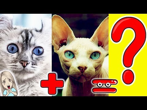 САМЫЕ МИЛЫЕ ГИБРИДЫ КОШЕК РАЗНЫХ ПОРОД // МоМо