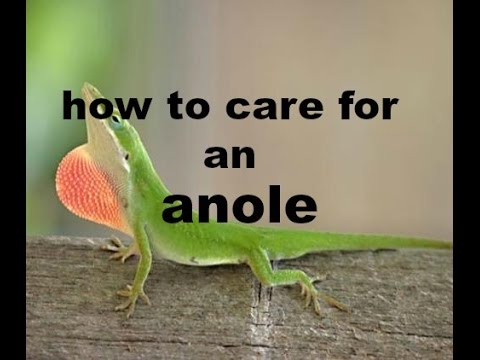 comment prendre soin d'un Anolis