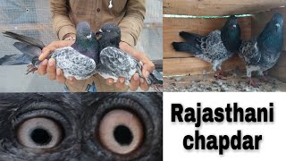 Rajasthani Old Chapdar Kabutar Sa Pigeons Gondal