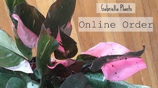 Unboxing Houseplant order from Gabriella Plants | You've got to see this Amazing Plant!