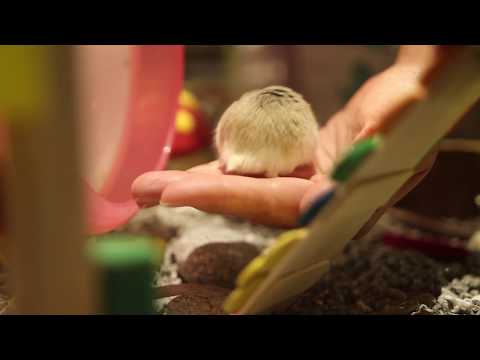 Taming Roborovski (Scared Robo hamster)?