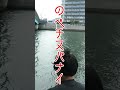 古典的な釣りスタイルでチヌバトル #のべ竿 #チヌ