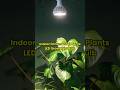 Full spectrum par grow light bulbs for ornamental plants succulent flytrap plants growlight