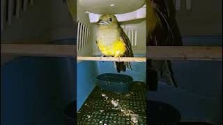 Anakan  muda Burung  Endemik Luntur Harimau Jawa Barat 0889 9999 9017