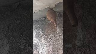 "Potter wasp nest "