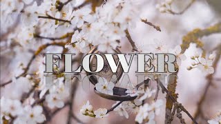 Relaxation Music | Cherry Blossoms In Spring | Insomnia, Natural Sound Brain Therapy