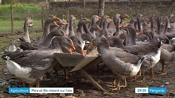 Quelle nourriture pour les oies ?