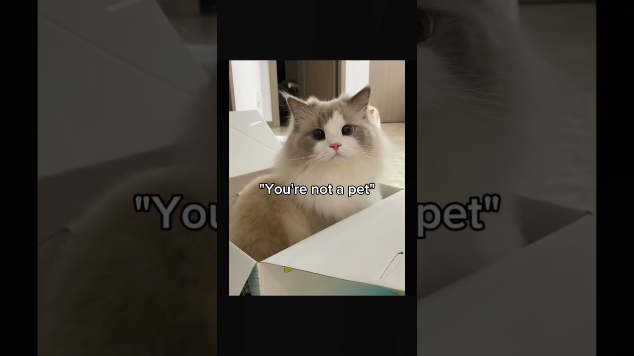 Stray pets are animals too ☹️ 