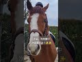 【2024.07.30】ハル号🐴 肥育場所から来て2ヶ月!なんと、大阪で馬術大会に挑戦‼️😄 #引退馬 #引退競走馬 #引退馬保護 #引退馬支援 #ハル #リタッチ馬