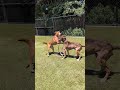 Sunny D's first time out! 🌞 meeting good girl Jojo #06172026