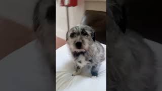 El colchón de Dixie... #shortvideo
