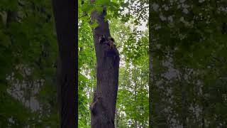 Squirrel wagging its tail. So funny and cute #shorts