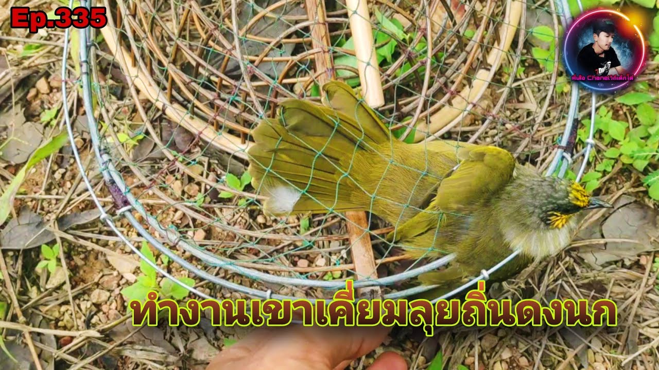 เสียงนกดอกแตงEp.335 นกใหม่ไม่เคยต่อ พาต่อเจอนกแก่ป่าดุทั้งตัวผู้และตัวเมีย(Stripe-throated Bulbul)