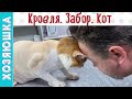 Началось Движение!!! Кровля! Забор! И Обновлённый Кот!!