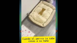 Mi perro se hizo en mi cama… y yo me vengué 😏 #Perros #HumorCanino #VenganzaÉpica #DueñoVsPerro #Re