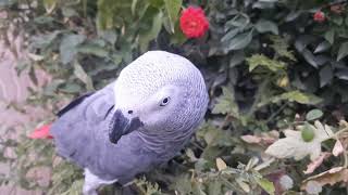 For A Moment, I Forgot That Fandok Was In The Garden, When I Came, I Saw That He Had Vandalized.