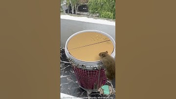 Shocking! Rice bait prank too easy, mice fall like toy? #catandmouse #funny #trending