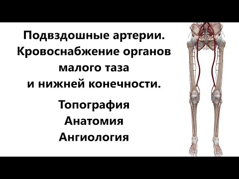 Подвздошные артерии. Кровоснабжение органов малого таза и нижней конечности + Топография