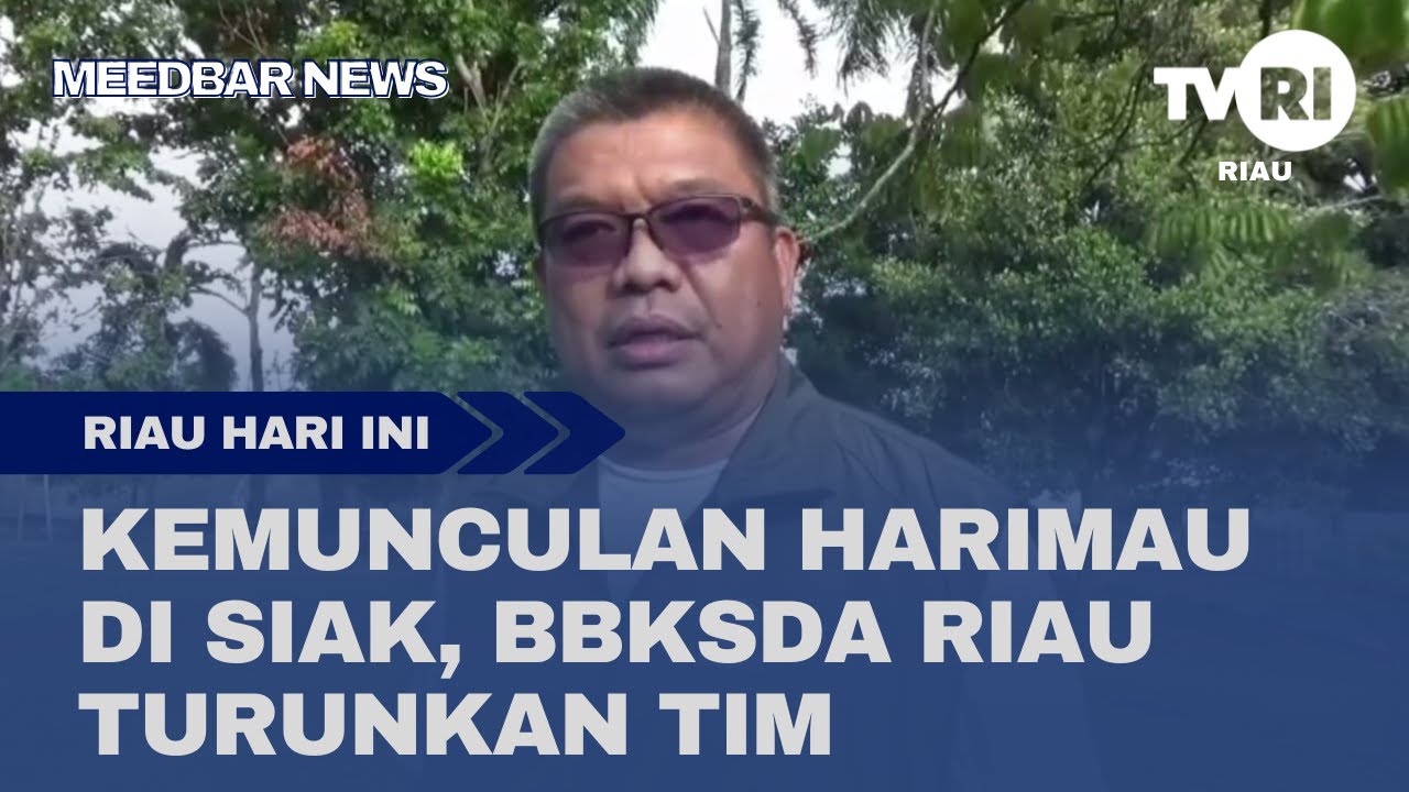 KEMUNCULAN HARIMAU DI SIAK, BBKSDA RIAU TURUNKAN TIM