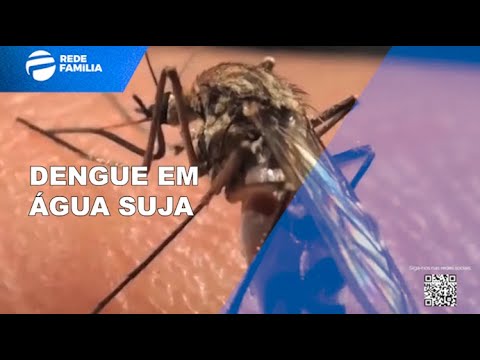 Edição Manhã - Mosquito da dengue passa a se reproduzir em água suja