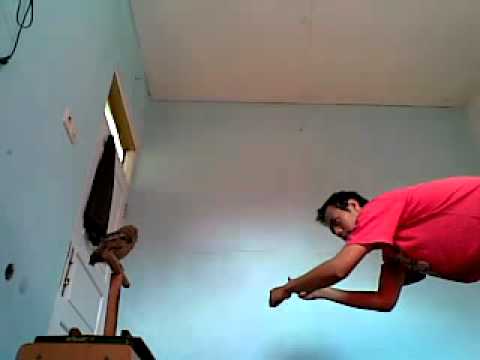 Pelatihan Burung Hantu Celepuk Indra Cagebird Mp4 Youtube