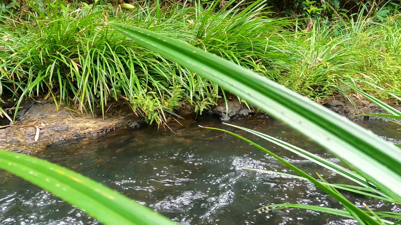 Palawan Land For Sale, 8 hectares YouTube