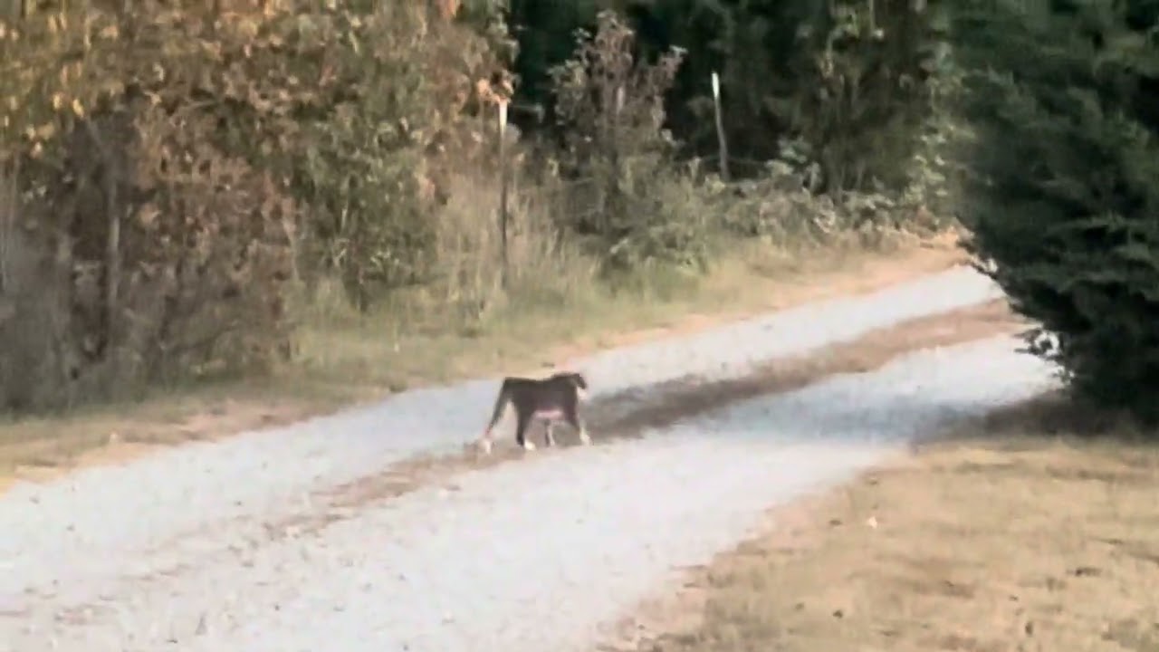 Neighbor’s tailless cat just came by