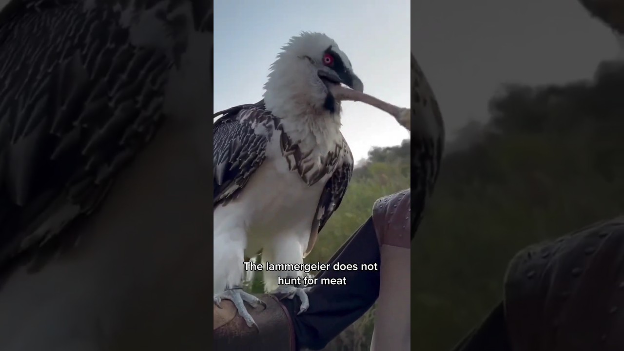 Lammergeier: The Bone-Eating Mystery Bird!" 