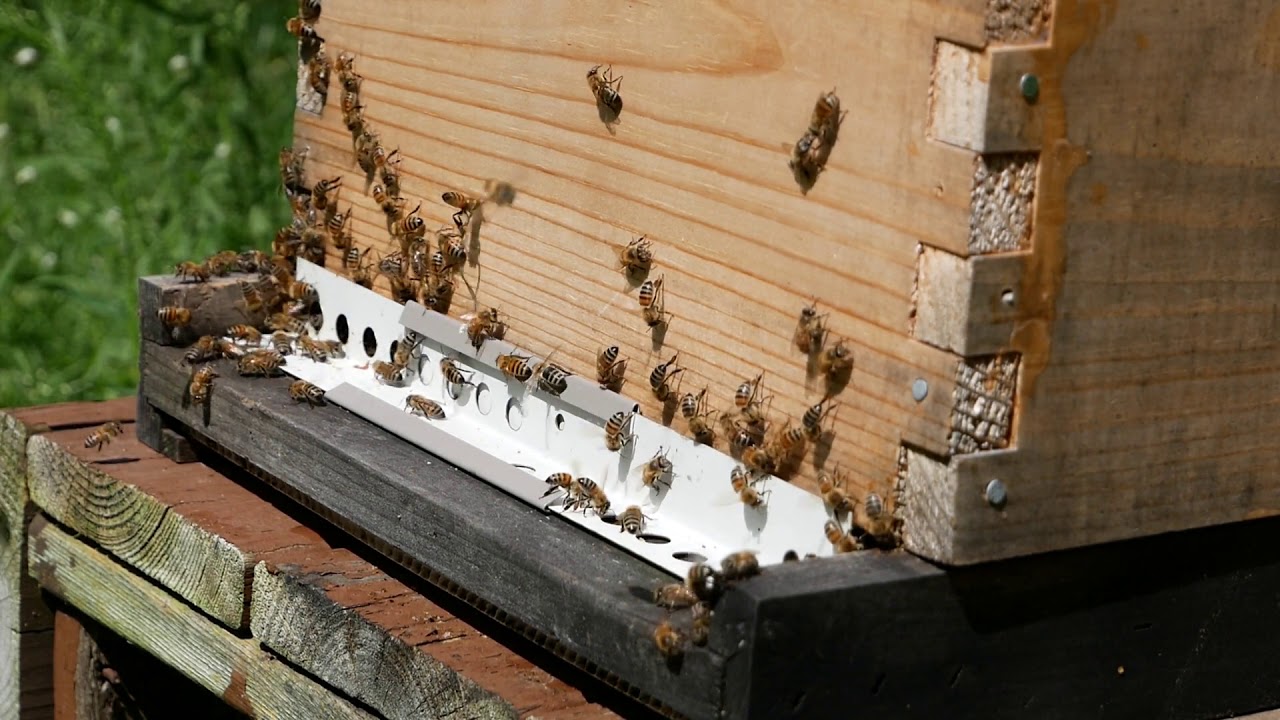 Michigan Honey Bee ASMR