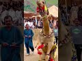 پاکستانی اونٹ کا ڈانس    ویڈیو اچھی لگے تو لائک اور سبسکرائب ضرور کر دیں