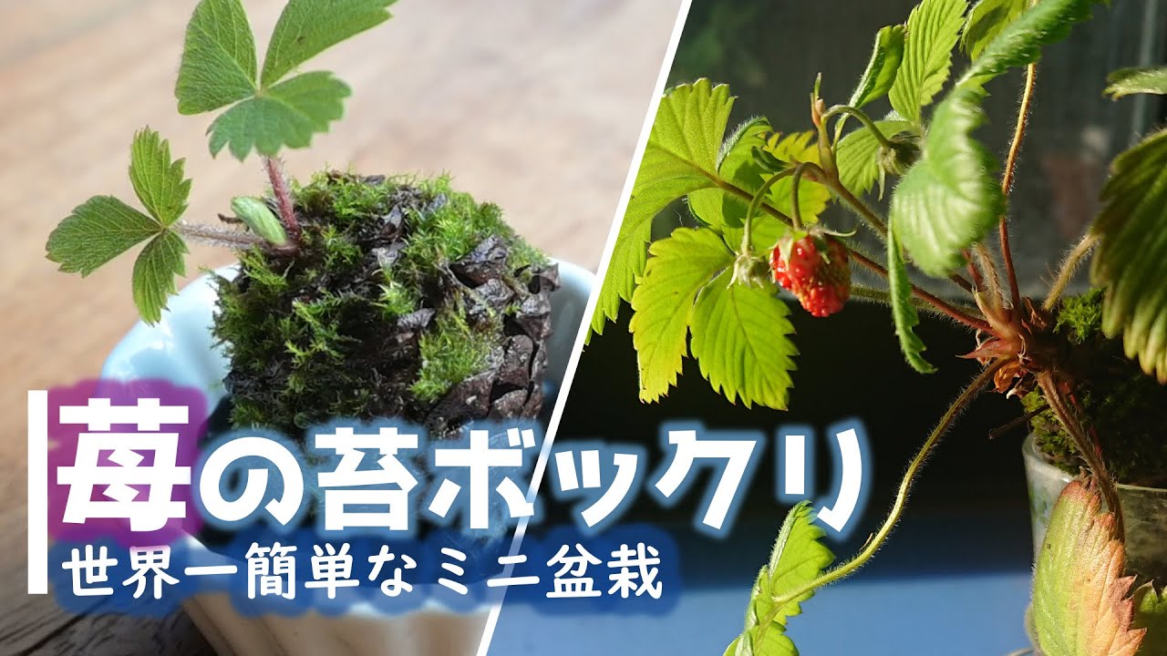 The easiest way to make mini bonsai in the world - YouTube