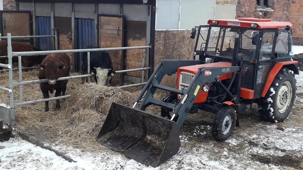 🐂WYRZUCANIE OBORNIKA OD BYCZKÓW 2022🐂GR STRUGAŁA🐂