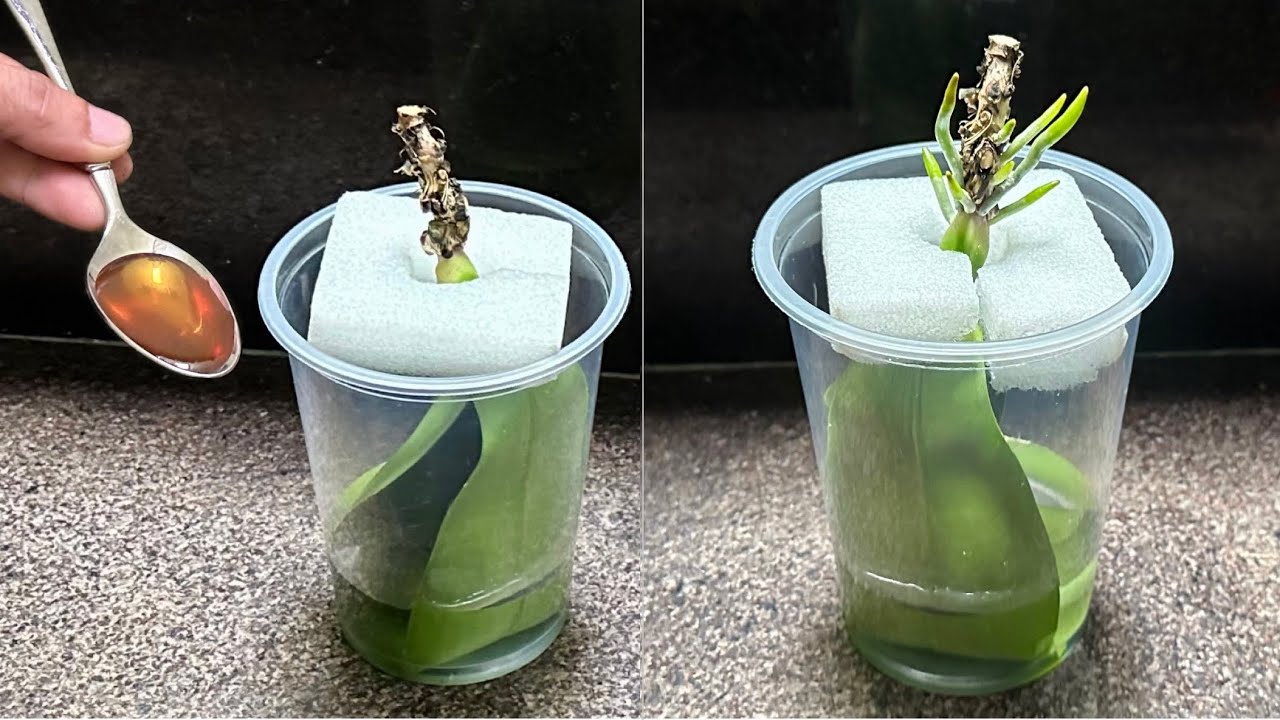 Этот волшебный новый способ мгновенно оживит орхидею