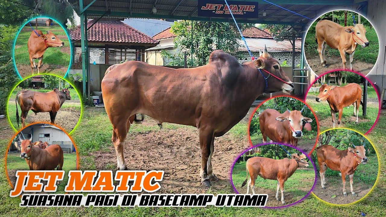 Inilah sembilan sapi kerap Team JET MATIC